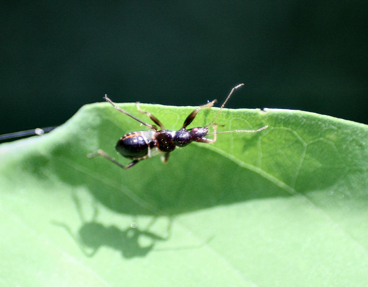 Nabidae: Himacerus mirmicoides della Lombardia (MI)